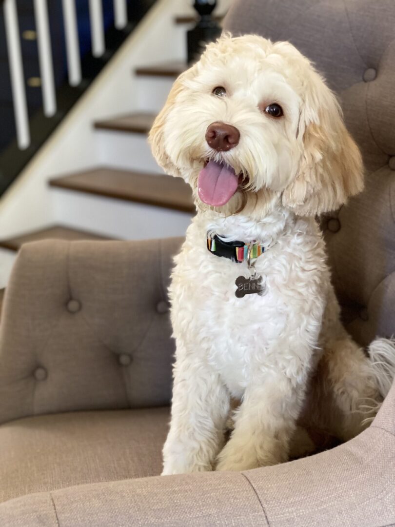 White labradoodle in a chair.