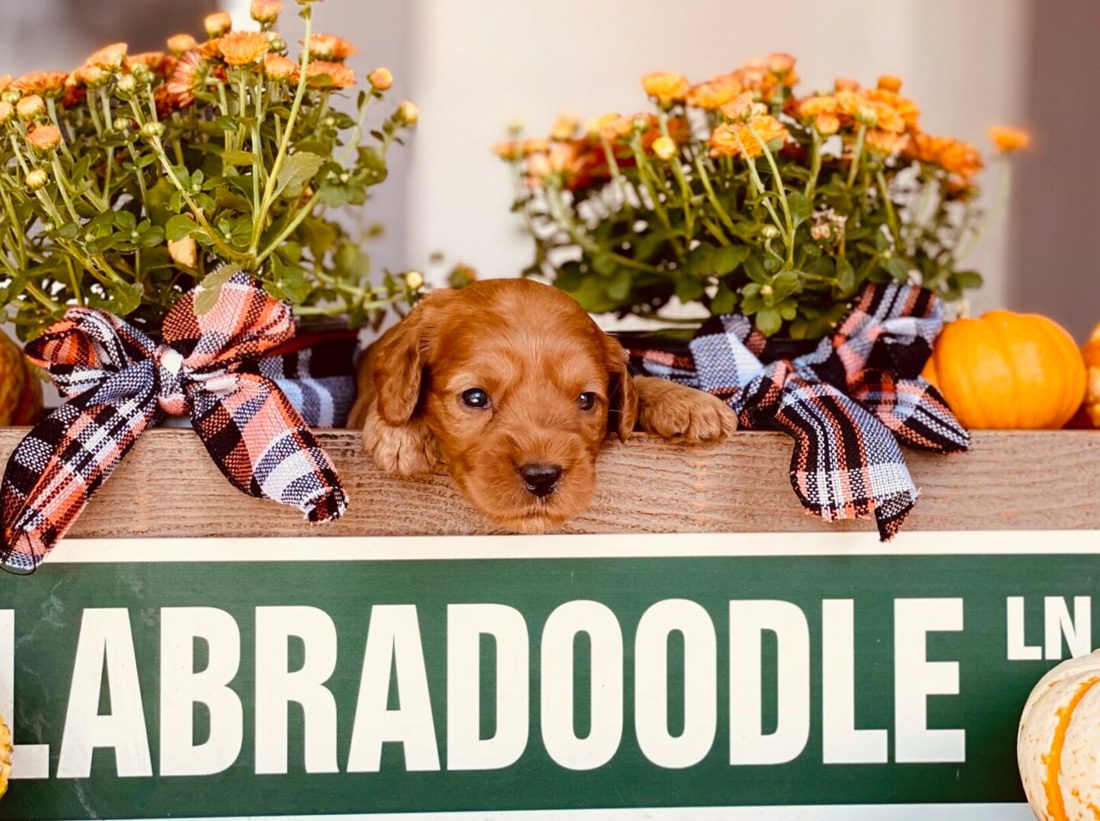 Puppy with flowers.