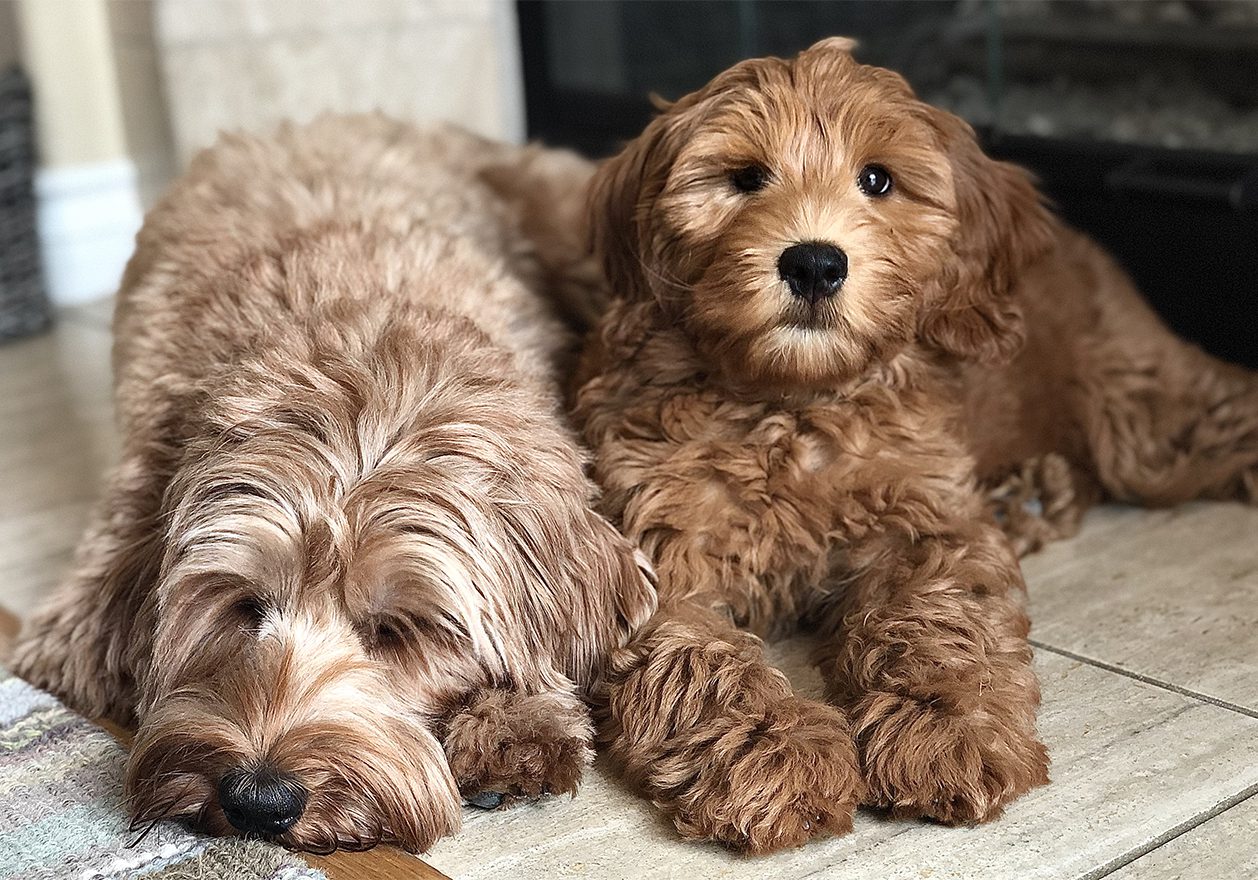 Mother dog and puppy.