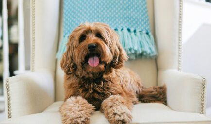 Brown dog sitting on a white chair.