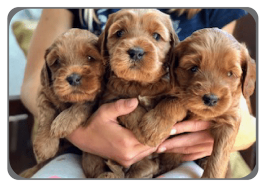 Three puppies held by a person.